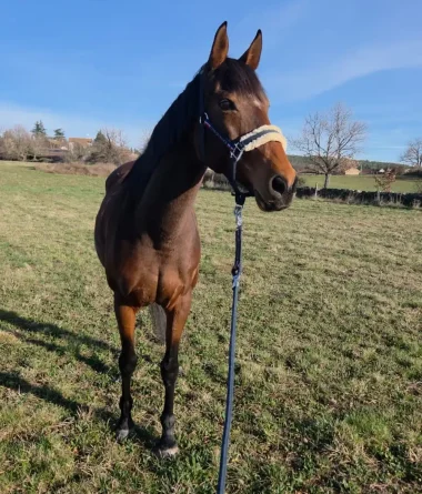 irly jument dressage équicoaching