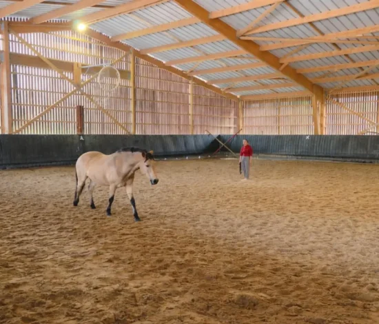 séance équicoaching cheval miroir émotions