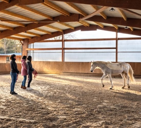 séance équicoaching Ardèche cheval