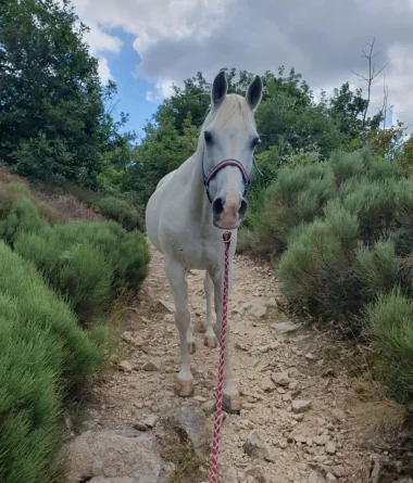 Nuts cheval équicoaching Mathilde Courbier