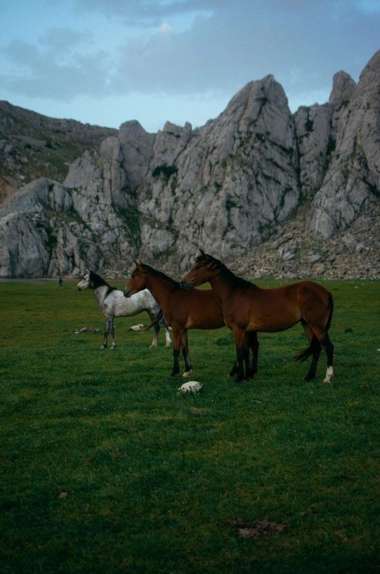 cheval liberté psychologie proie équicoaching